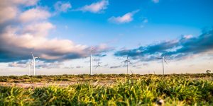 Windräder hinter einem Feld