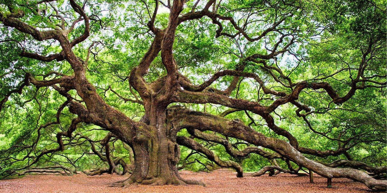 oak-tree